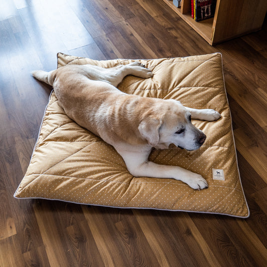 Senior Dog Care