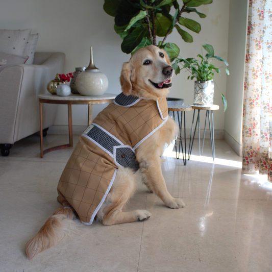 How to choose the right winter clothes for your dog?