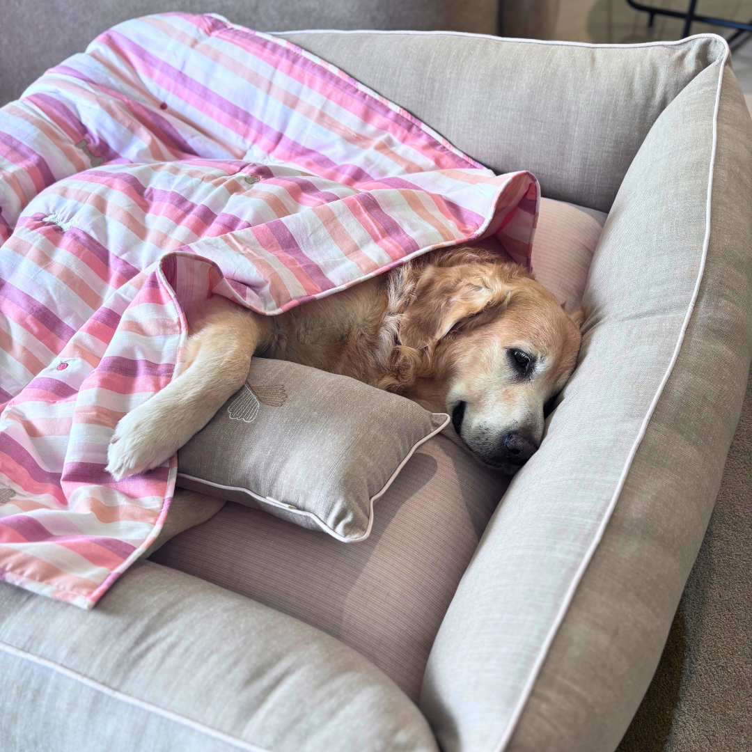 Dog Bedding sets online India | Dog Bed & Blanket Set| PoochMate Beds | Dog bed and blanket set