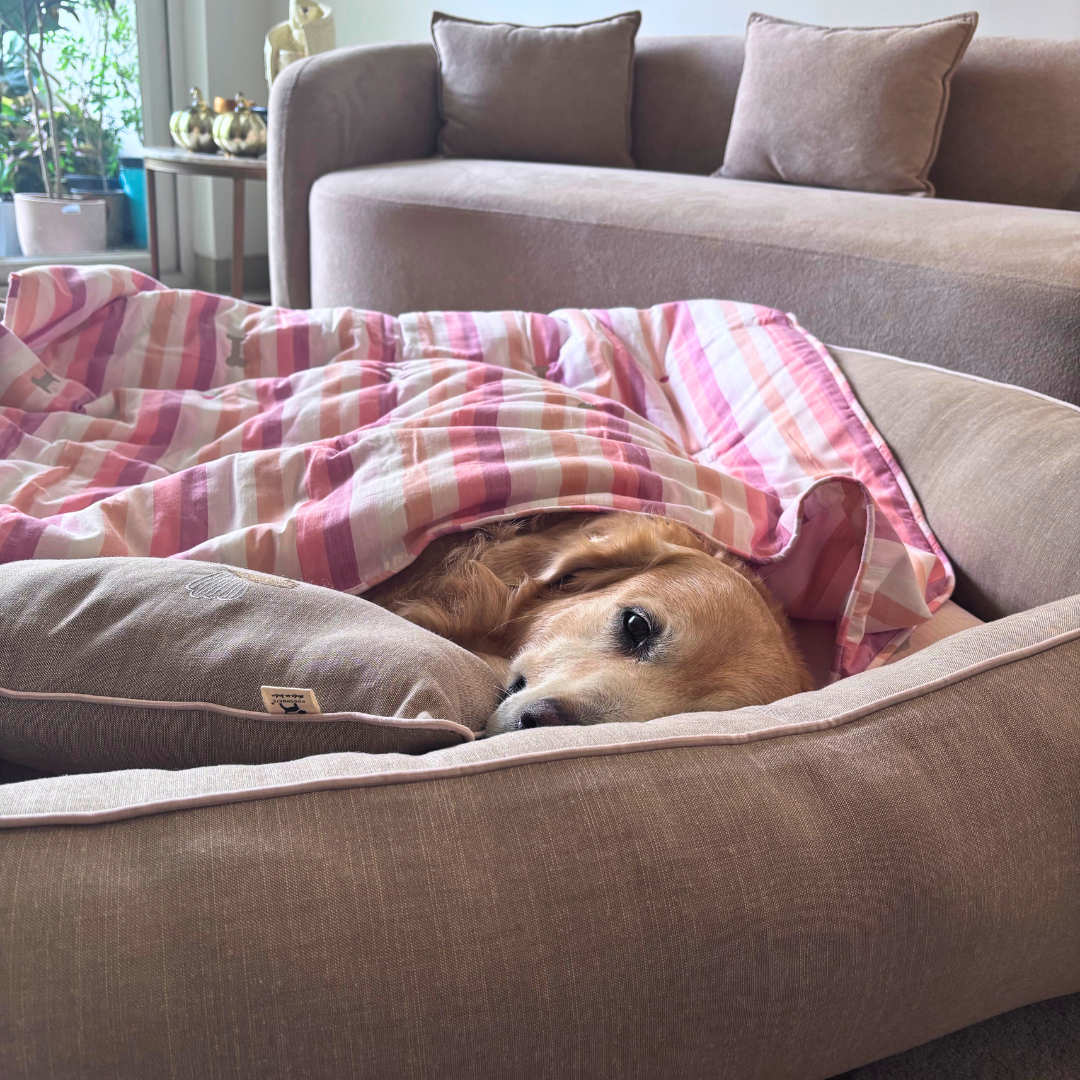 PoochMate Beds | Dog bed and blanket set | Washable cotton dog beds online India | Large dog bed and blanket sets