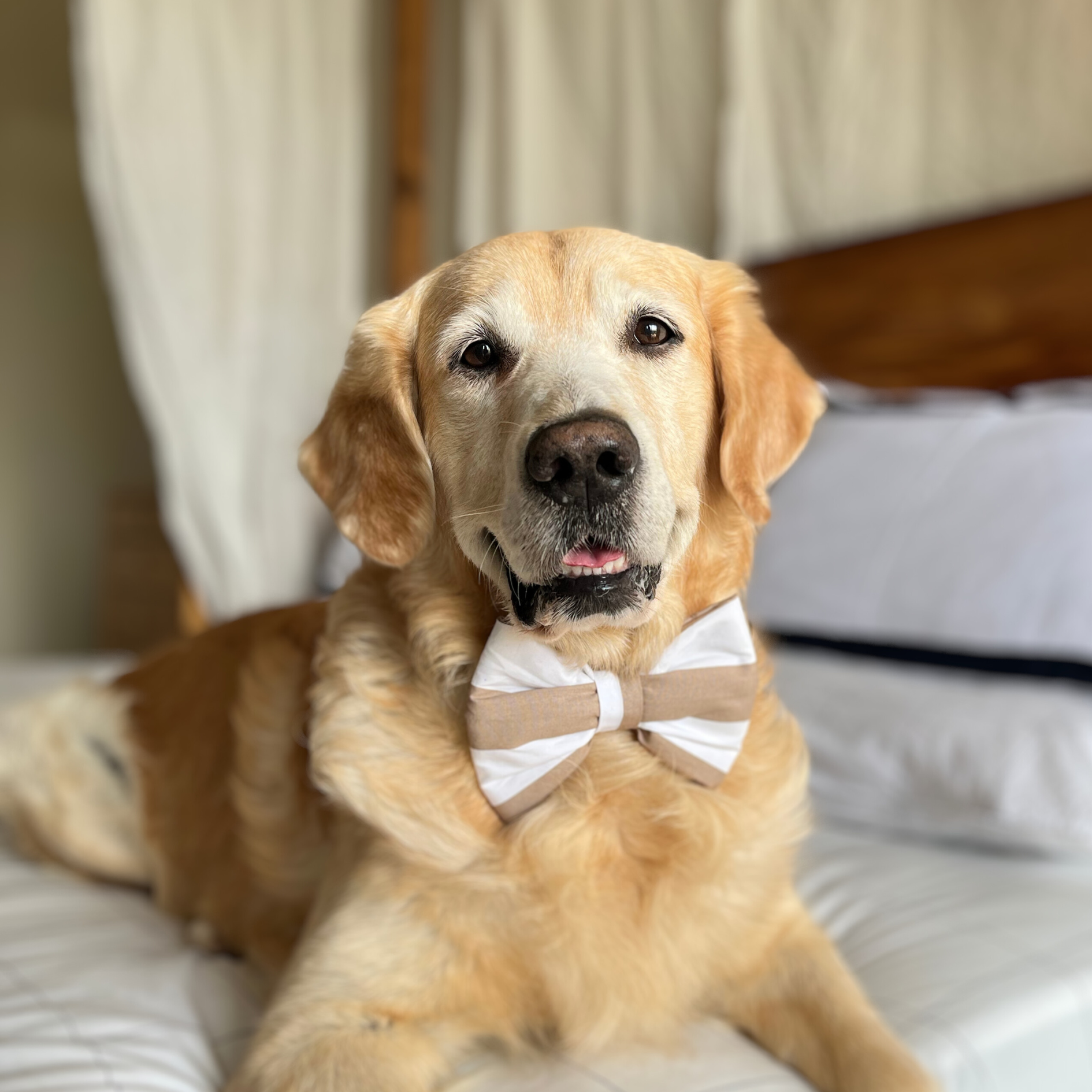 Golden retriever puppy with bow shop tie