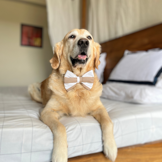 Cotton Dog Bow Tie | Dog Accessories online India
