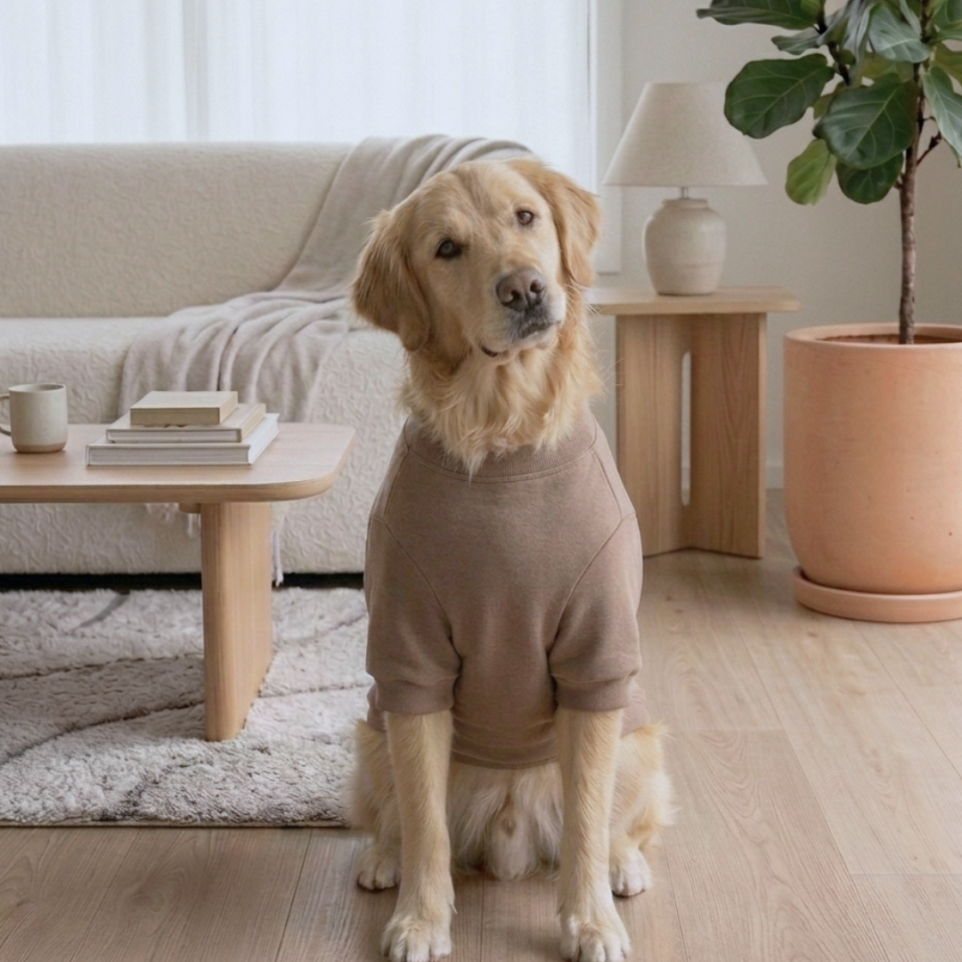 Winter dog jackets| Sweatshirts for dogs | Dog Hoodies online India