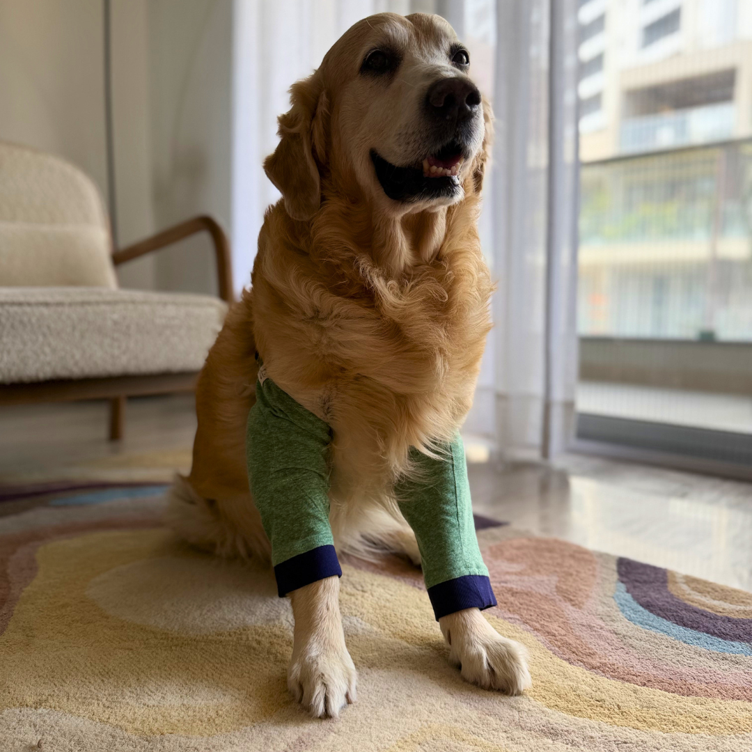 The Bosco Comfort Line : Callus Elbow Protector for Dogs