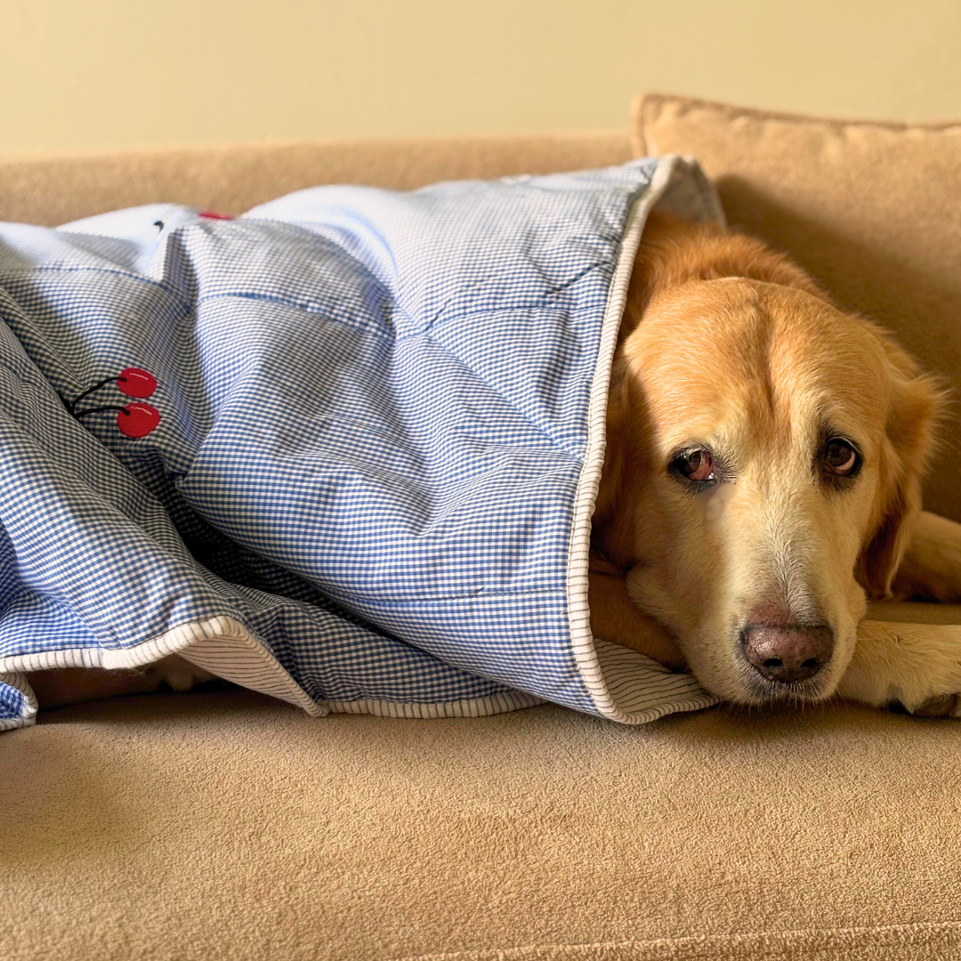 Winter Dog Blankets | Dog Blankets online India | PoochMate Blanket | best dog blankets India