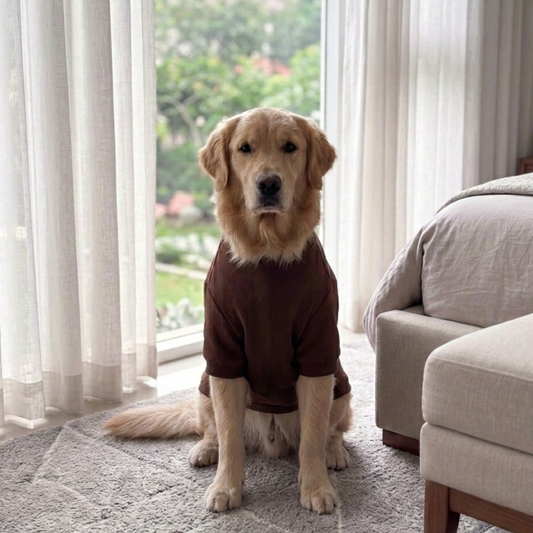 Dog sweatshirt online India| Best dog sweatshirts | Dog winter clothes online India| Dog Hoodie India| PoochMate India