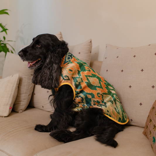Dog Sherwani | Diwali clothes for Pets