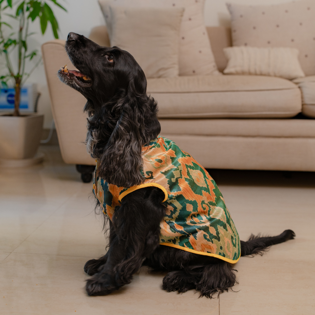 Festive clothing for pets| Diwali Dog Clothes