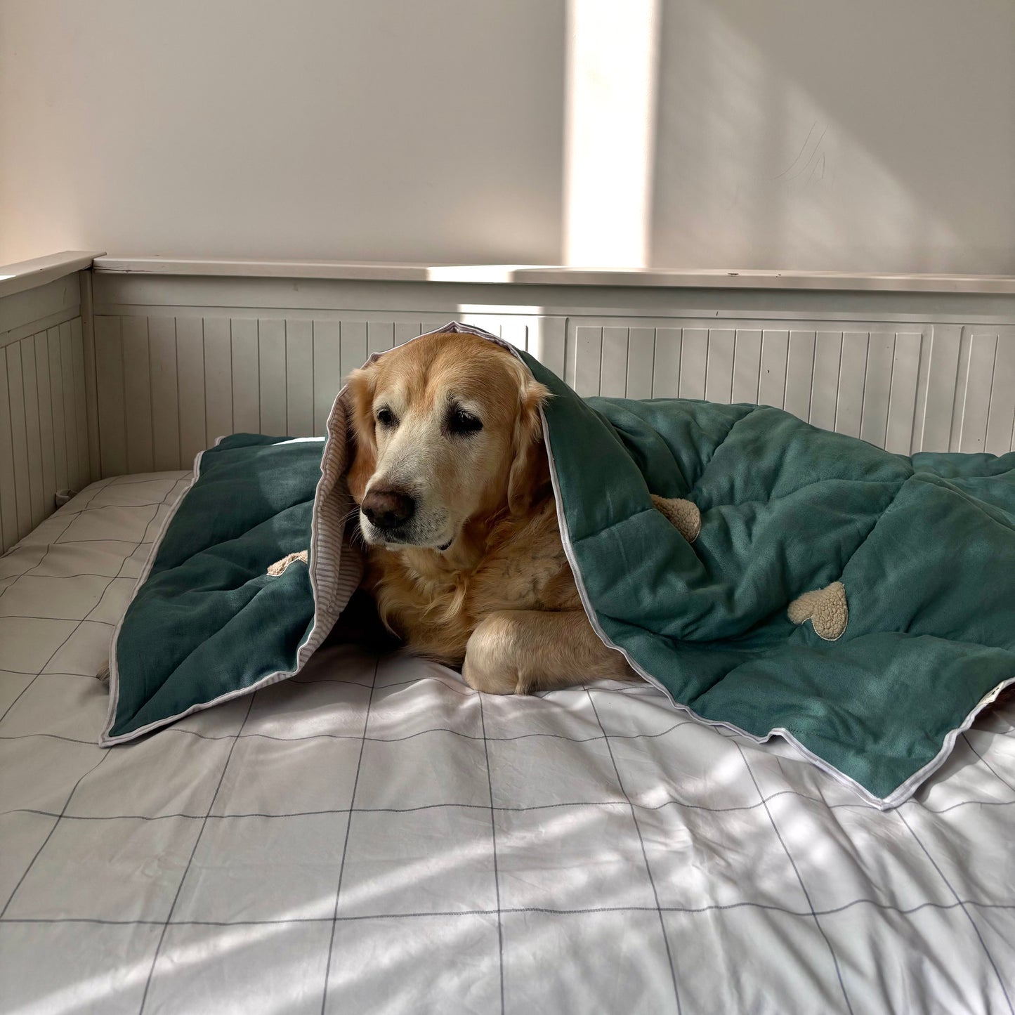Best dog blankets online India| PoochMate Beds online