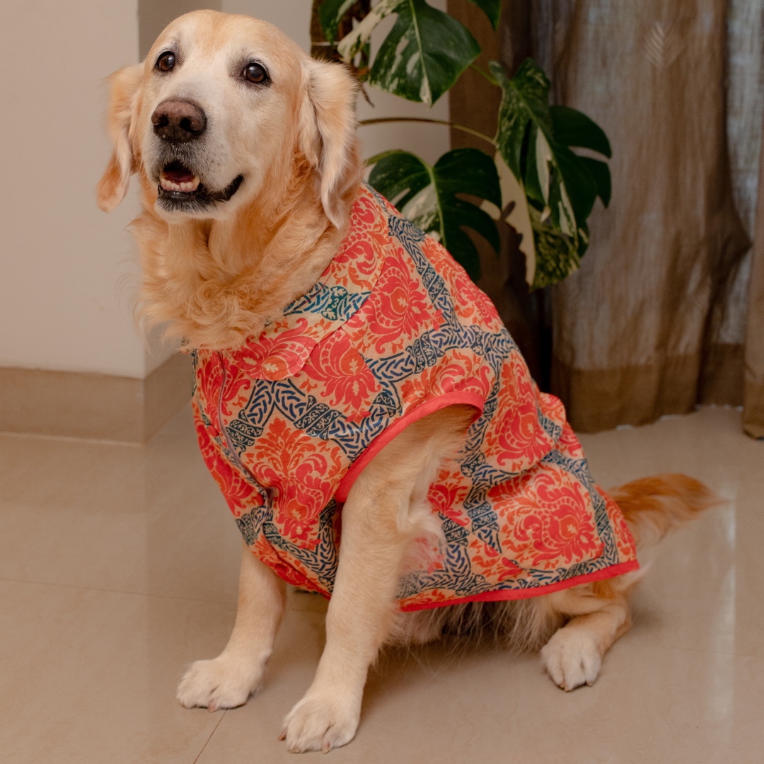 Festive clothes for dogs Diwali Dog Clothing by PoochMate