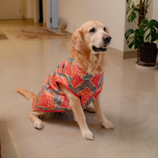 Festive clothing for pets | Diwali dog clothes