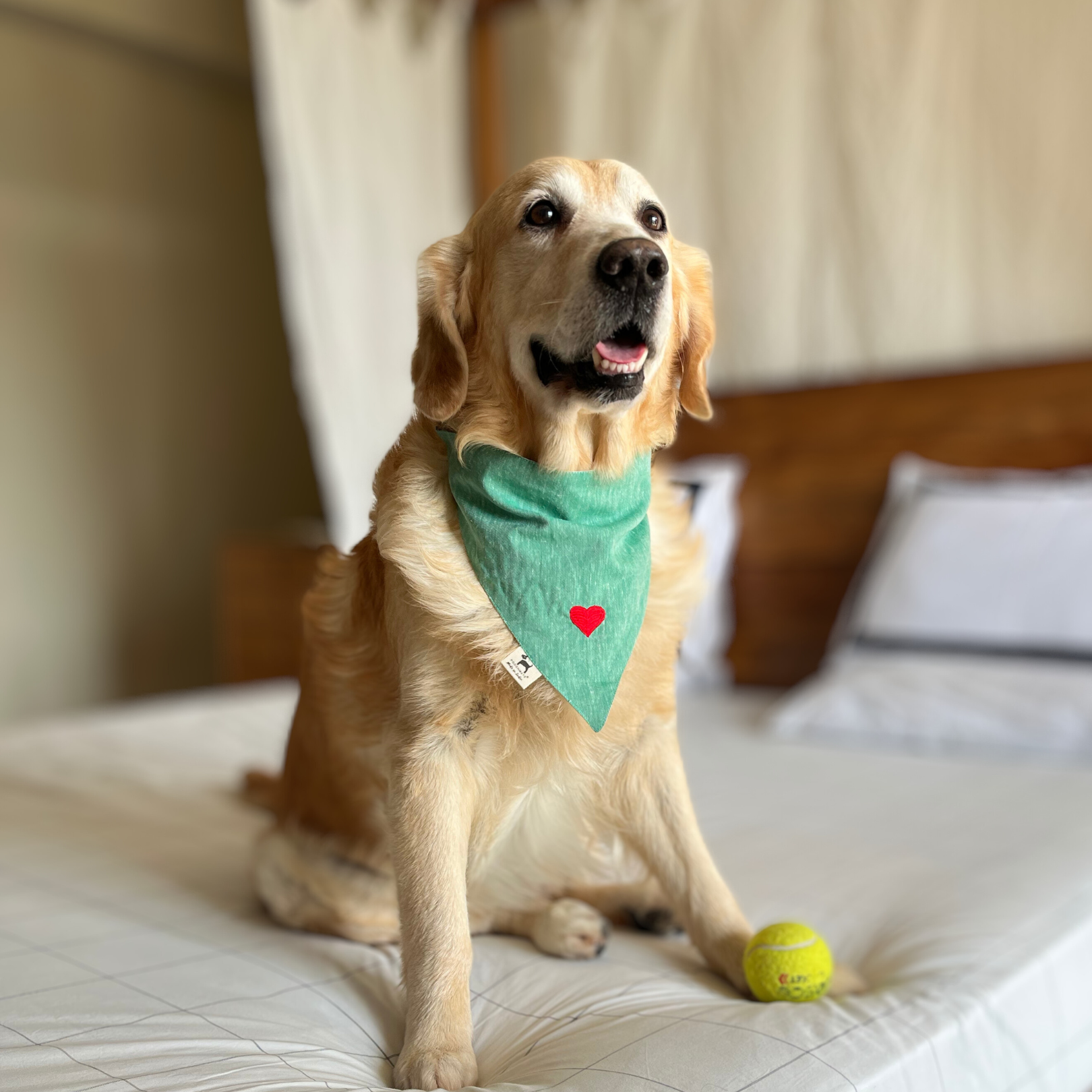 Dog top accessories online