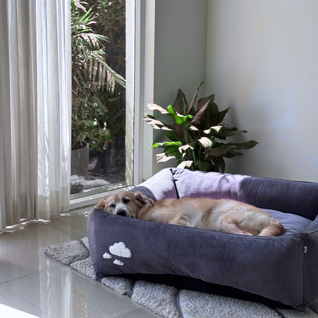 Dog beds with wqashable covers | Best dog beds India | PoochMate Dog Beds