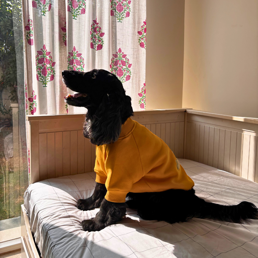 Yellow Dog Sweatshirt | Best winter clothes for dogs India