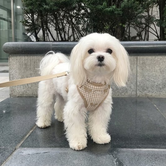 X-Small dog Harness | Dog harness for tiny dogs | x small dog harness | Dog harness for toy breeds| Toy breed dog harness | PoochMate India