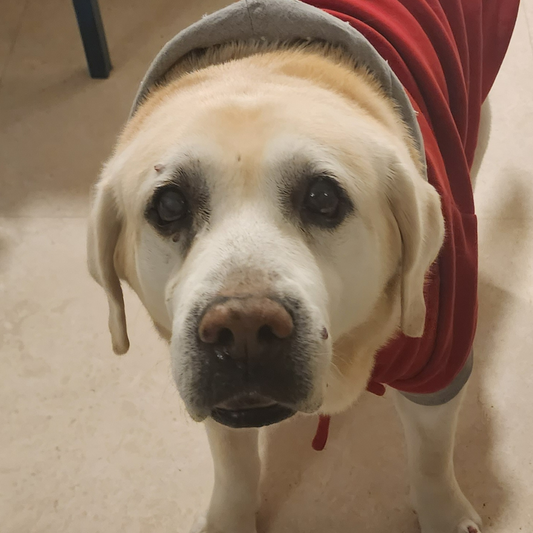PoochMate Personalized Dog Face Pillow