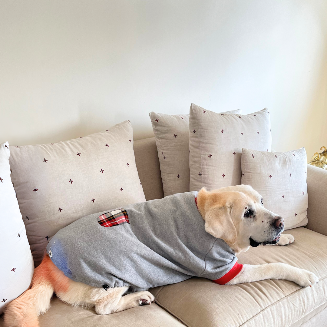 Dog sweatshirts online India | large dog winter clothes India
