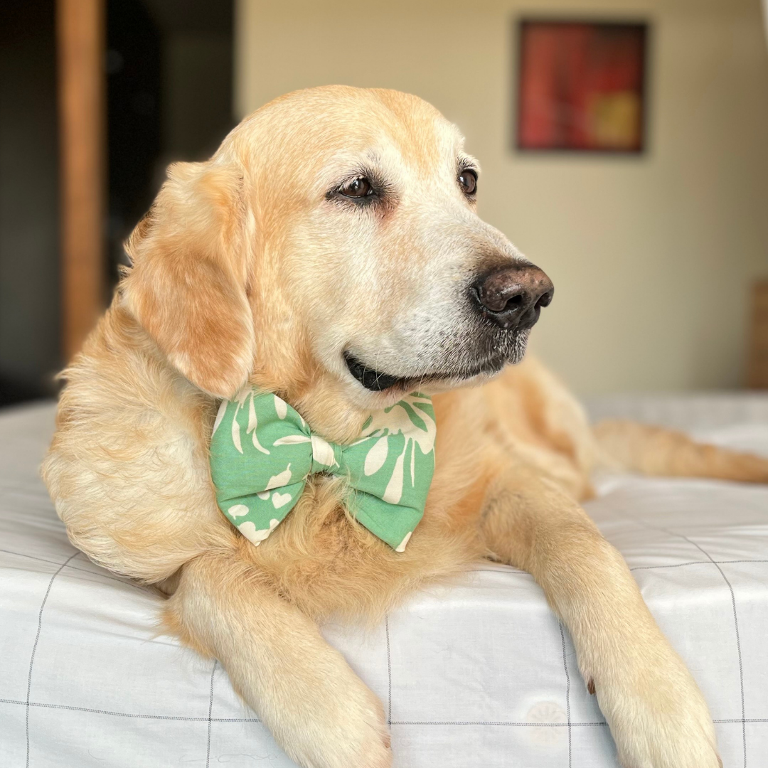 Green Dog Bow Tie | Adjustable Bow Tie for dogs