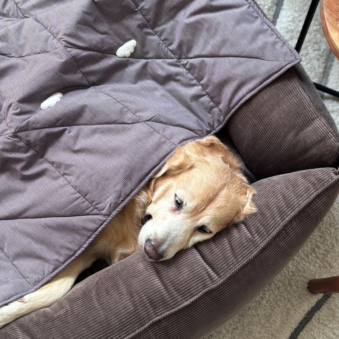 Dog bed and blanket sets online India | Dog Bed & Blanket Set| PoochMate Beds | Dog bed and blanket set