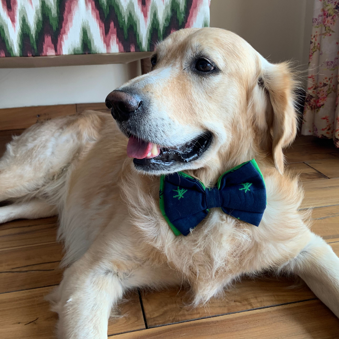 PoochMate Mandarin Bow Tie - Green & Navy