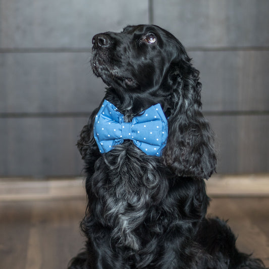 Blue Dog bow tie India | Birthday dog clothes online India