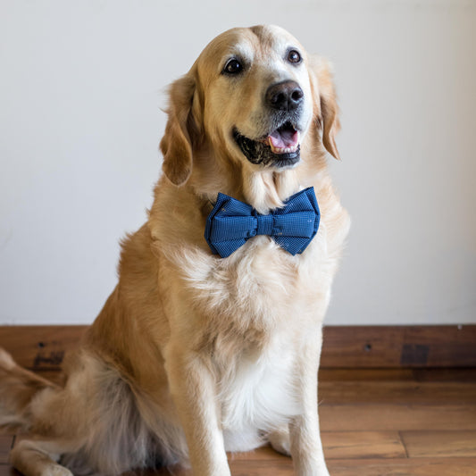 PoochMate Dotty Affair Bow Tie | Dog Blue Bow Tie Online India