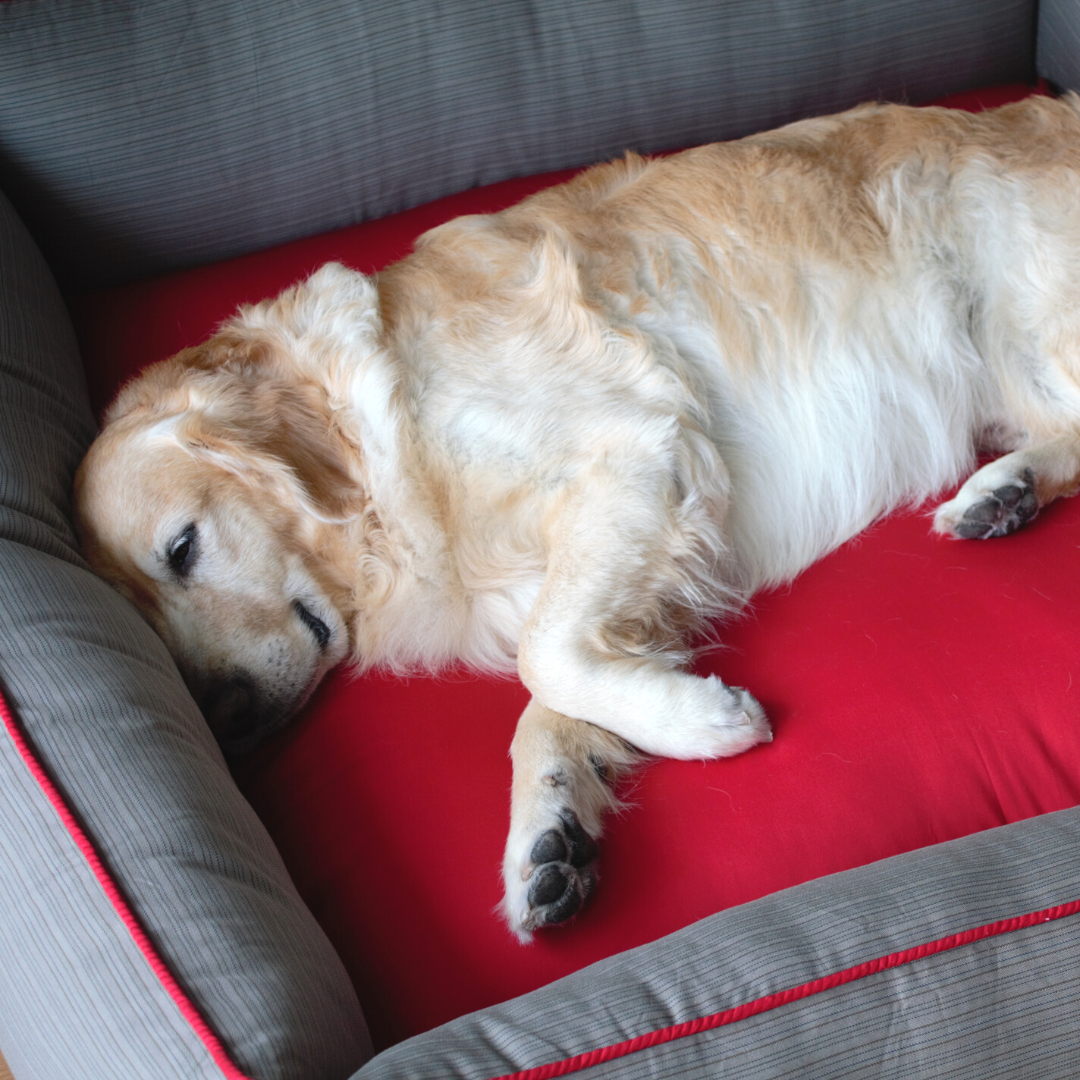 Cotton dog beds online India | Dog beds with removable covers