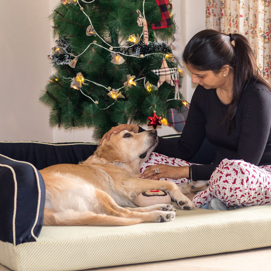 Firm dog bed | Orthopedic Beds for dogs