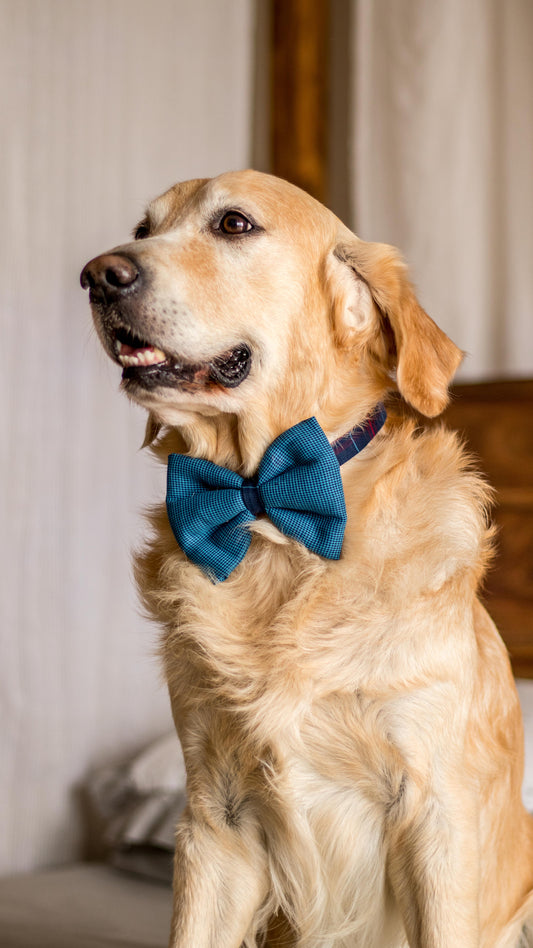 PoochMate Blue Pin Check Bow Tie for Dogs