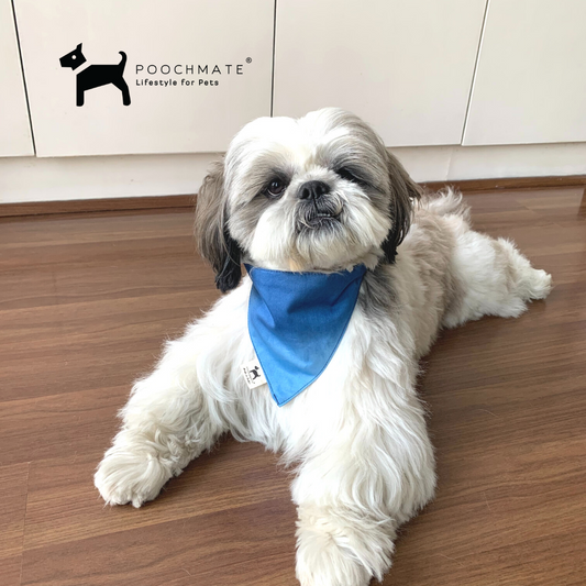 Dog Accessories online India | Ombre Dog Bandana Online India