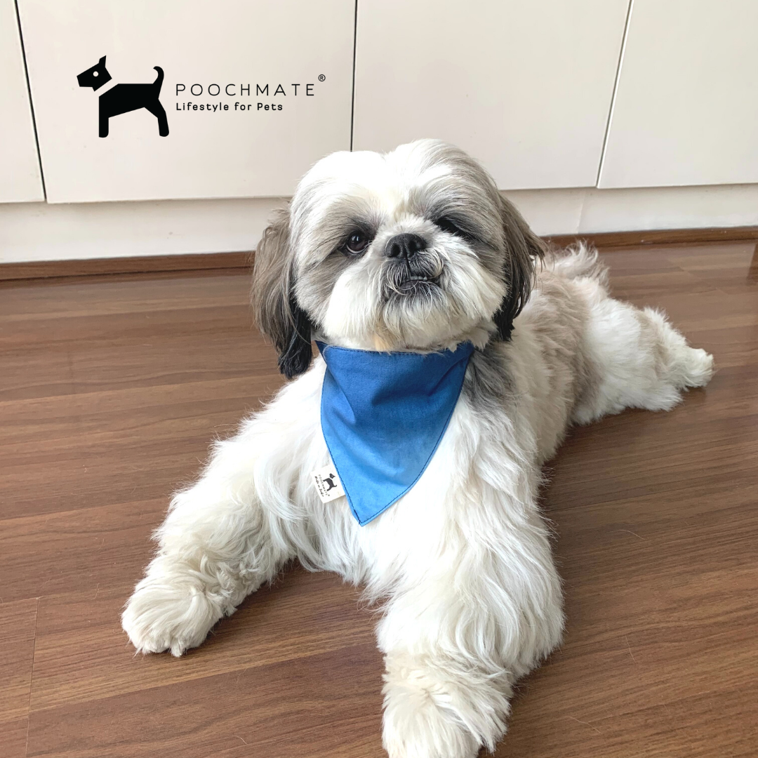 Dog Accessories online India | Ombre Dog Bandana Online India