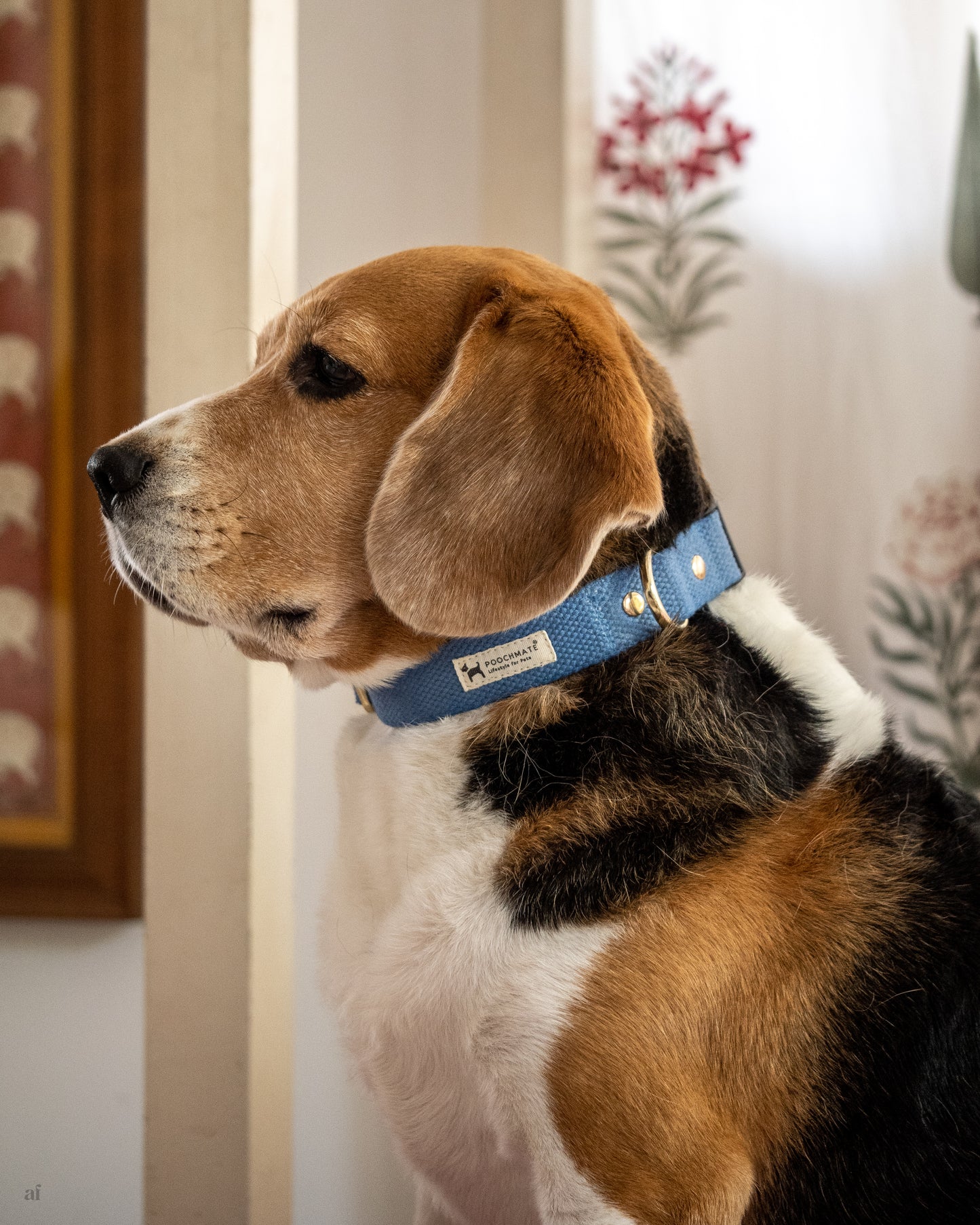 Non itchy dog collars | shop cotton dog collars online