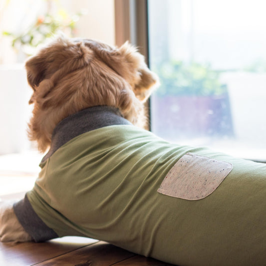 Cotton dog t-shirt | Dog Shirt online India