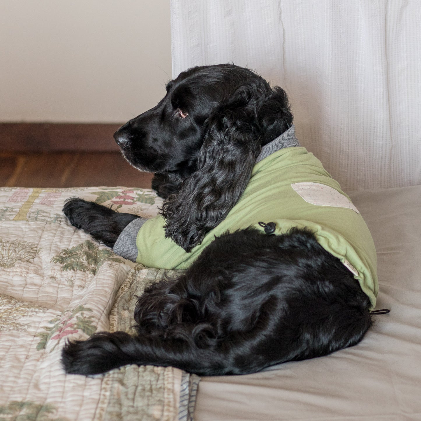 Clothes for dogs online India | Cotton dog t shirts India