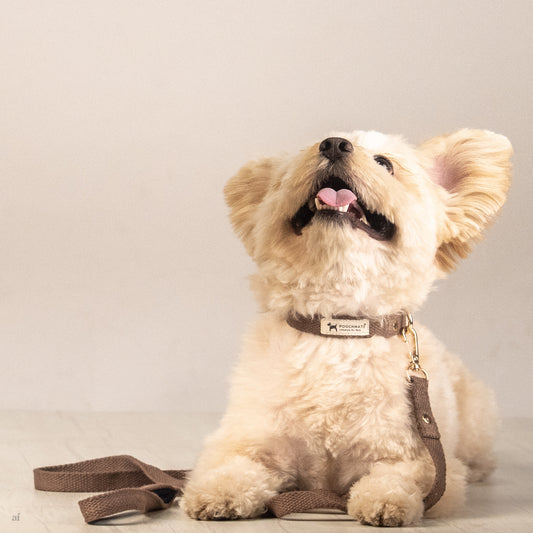 PoochMate Cotton Webbing Dog Collar & Leash Set - Sand Brown