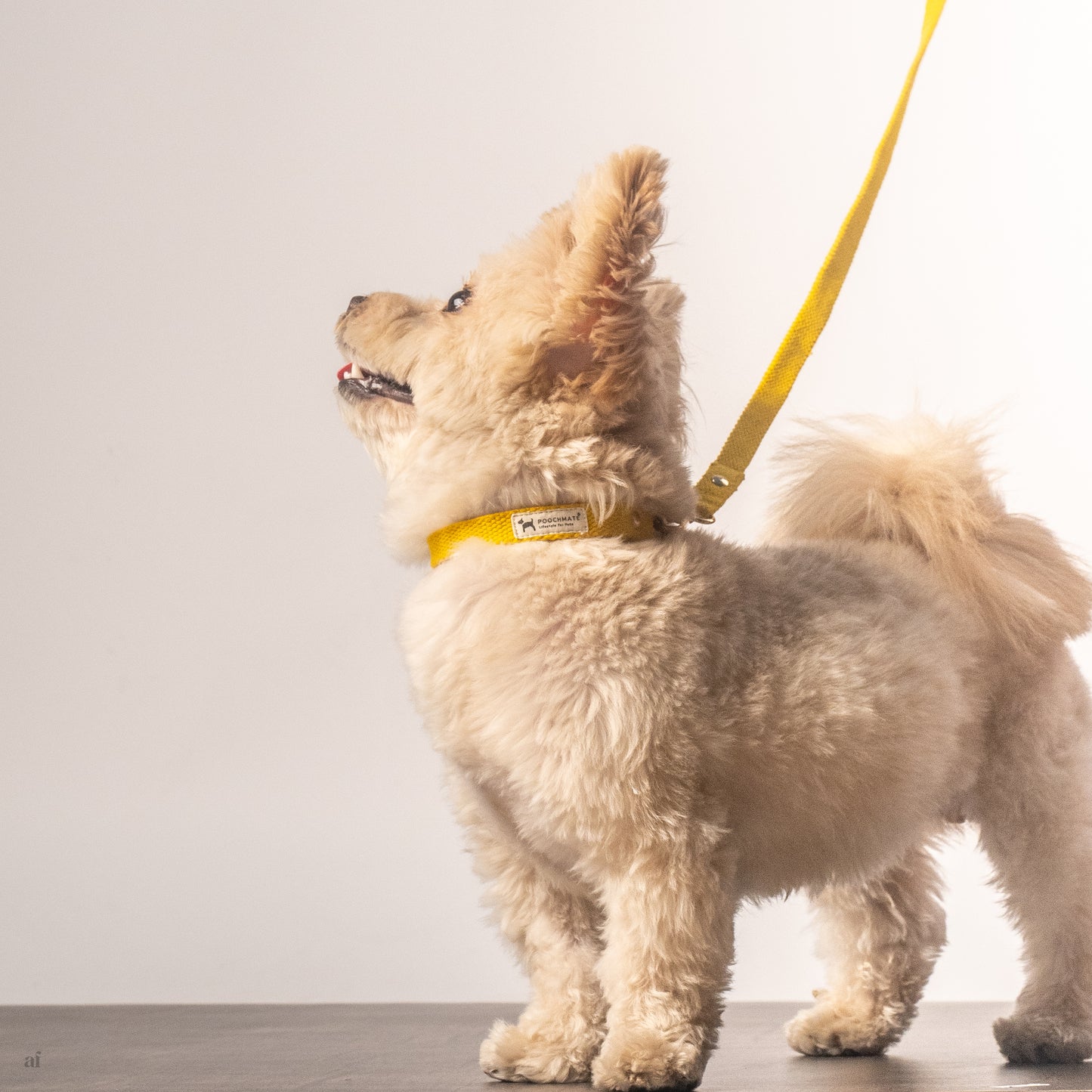 PoochMate Cotton Webbing Dog Collar & Leash Set- Mustard