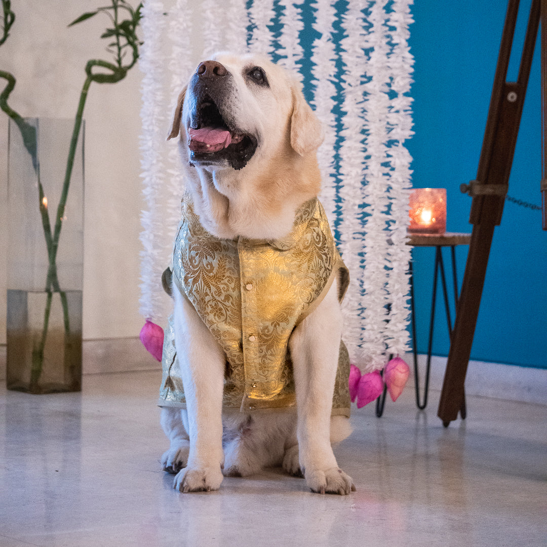 Festive clothes for dogs | Wedding Dog Clothing by PoochMate Festive clothes for dogs | Wedding Dog Clothing by PoochMate