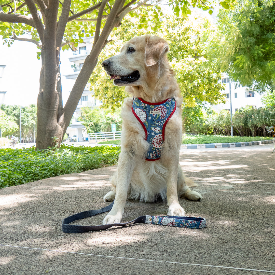 Cotton dog harness & Leash online India | Dog body belt online in India