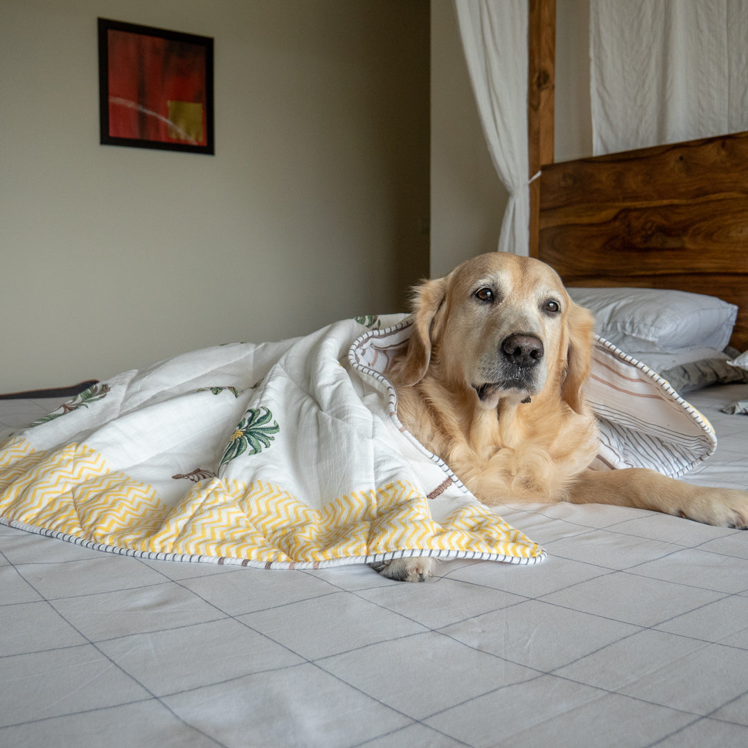 Cotton Dog Blankets online India| Blankets for dogs online India