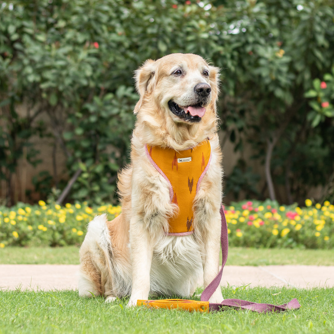 Chest Dog Harness with Leash online India