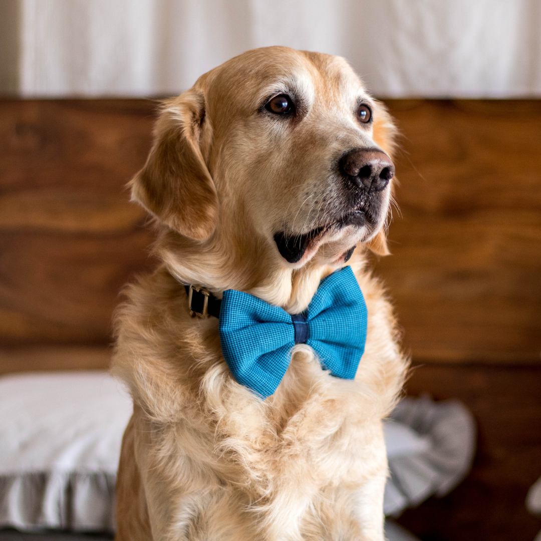 Buy bow ties for dogs deals