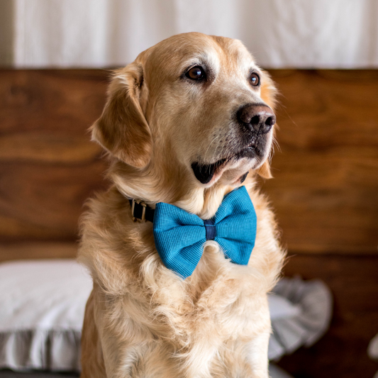 PoochMate Blue Pin Check Bow Tie for Dogs