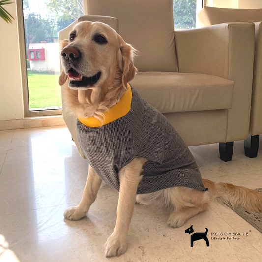 Dog T Shirt online India | Summer dog clothes online