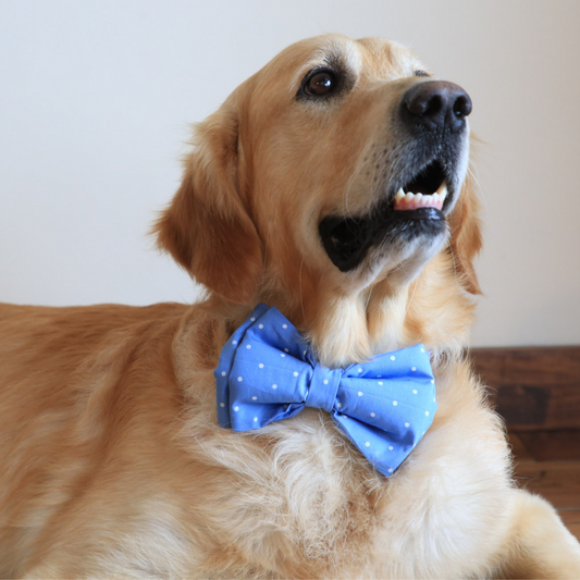 Blue dog bow tie | Polka Dot Blue Dog Bow Tie