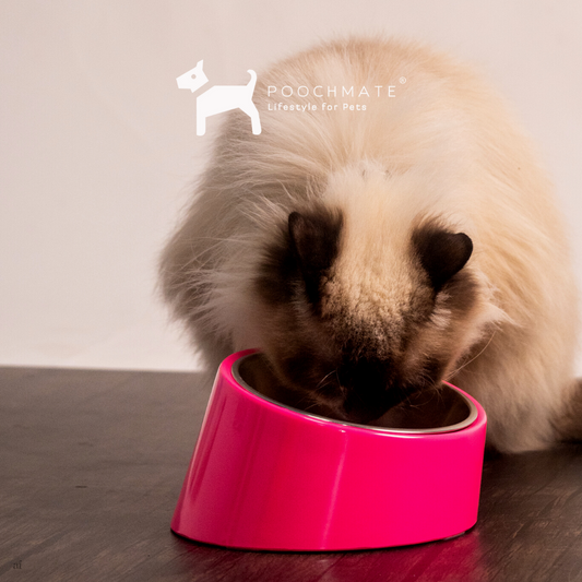 Cat Bowls online India |  Slant bowls for shih tzu