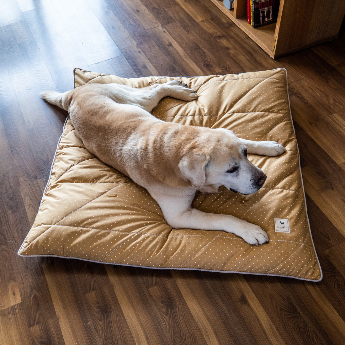 Senior Dog Care