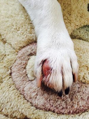 IS YOUR DOG LICKING HIS PAWS CONSTANTLY?