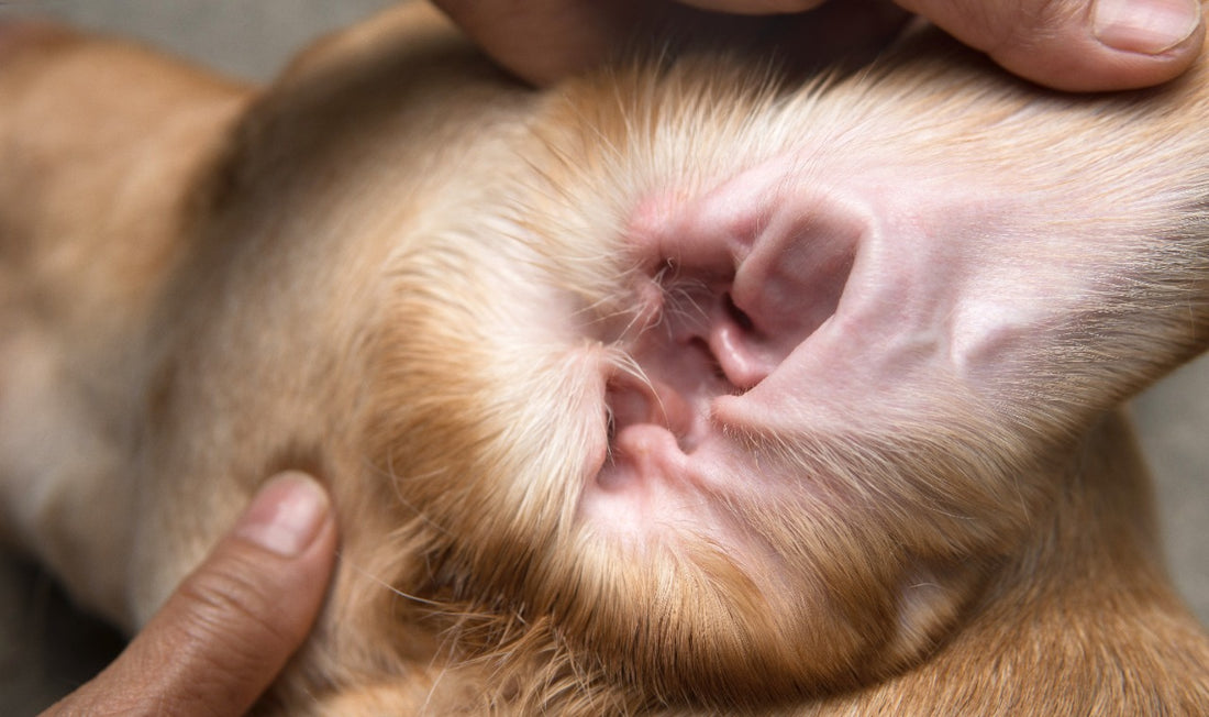 Home remedies for cleaning the ears of dogs