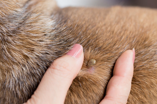 How to keep ticks and fleas at bay?