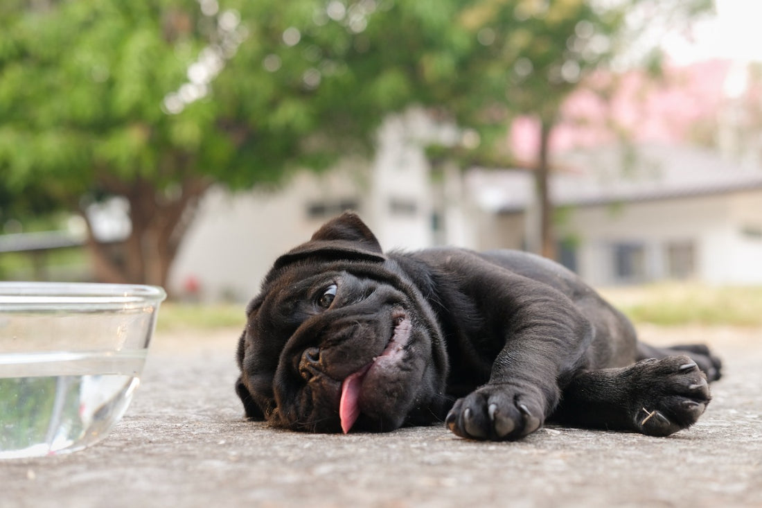 How can I take care of my dog in this scorching heat?